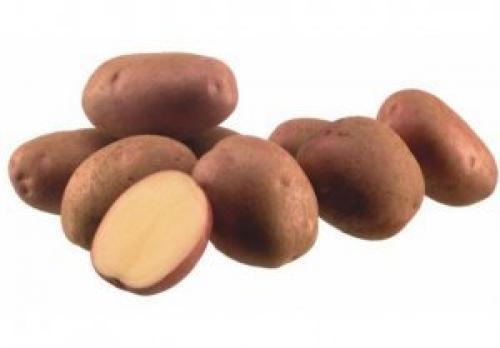 Картофель алладин форум. Картофель алладин: описание сорта, характеристика, фото, посадка и выращивание