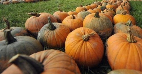 Сколько хранится тыква в комнате. Оптимальные условия 06