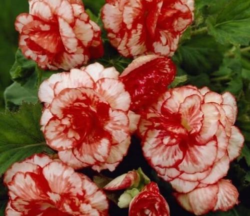 Бегония посадка в грунт. Бегония вечноцветущая: посадка и уход в открытом грунте