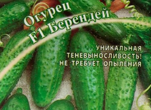Вырастить огурцы и помидоры на балконе. Как вырастить огурцы на балконе