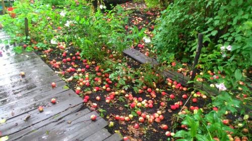 Сушка яблок в сушилке изидри. Делаем сушилку для спасения урожая