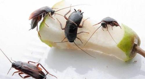 Тараканы, как от них избавиться в домашних условиях. Как избавиться от тараканов навсегда в квартире в домашних условиях: 5 лучших способов +Видео