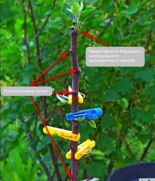 Обрезка молодой яблони осенью. Правильная обрезка молодых яблонь. Опыт ведущих садоводов