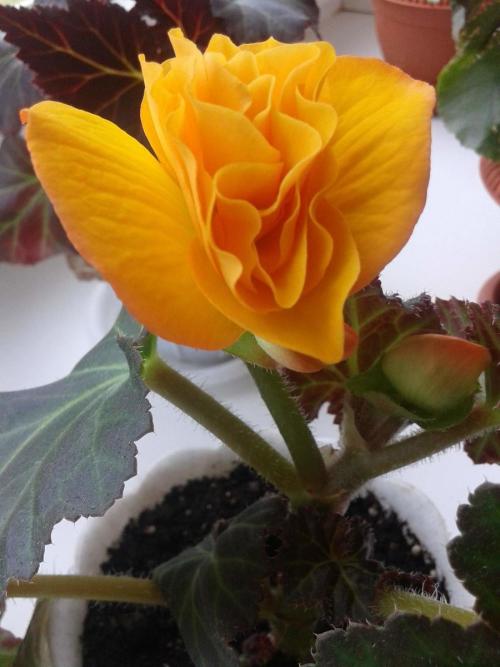 Как посадить бегонию семенами. Как вырастить бегонии из семян