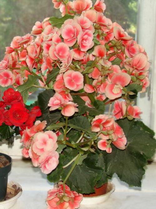 Как посадить бегонию. Бегония: посадка и уход 21