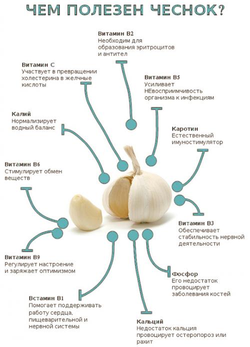 Чеснок глотать целиком польза. Зачем глотают зубчик чеснока натощак 18
