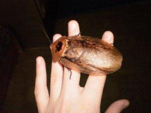 Тараканы летают. Есть ли у тараканов крылья?