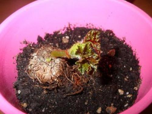 Как посадить клубни ампельной бегонии. Посадка ампельной бегонии