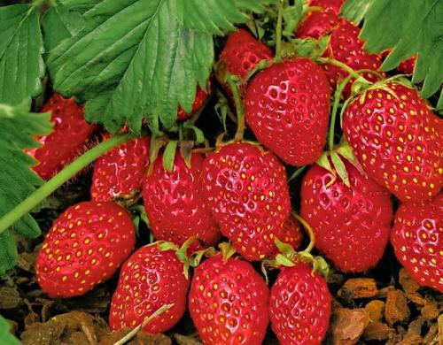 Выращивание клубники в теплице по Голландской технологии. Выращивание клубники по Голландской технологии для круглогодичного урожая