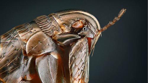 Эфирные масла от блох у собаки. Как эфирное масло помогает от блох