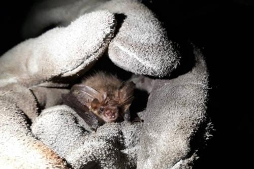 Нашел летучую мышь зимой, что делать. Что делать, если летучая мышь залетела в квартиру: советы экспертов