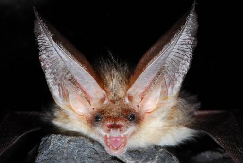 Что зимой делают летучие мыши. Там где зимуют летучие мыши