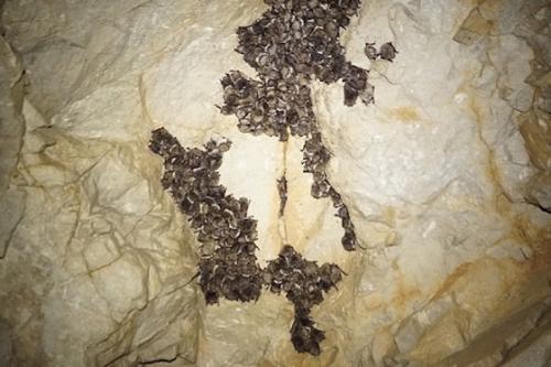 Что зимой делают летучие мыши. Там где зимуют летучие мыши