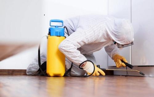 Муравьи желтые в квартире. Средства от желтых муравьев в квартире и саду 03 Муравьи желтые в квартире. Средства от желтых муравьев в квартире и саду 03