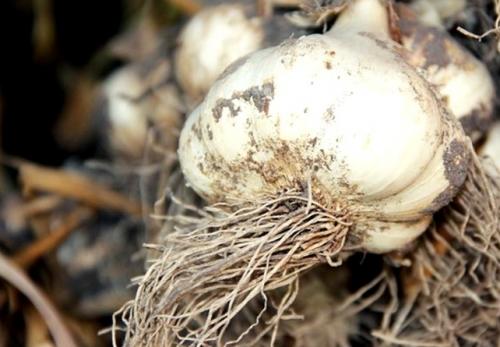 Храним чеснок. Предыстория: почему плохо хранится чеснок