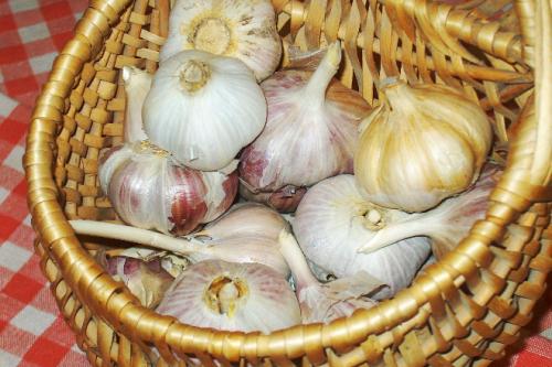 Хранение озимого чеснока до посадки. Как правильно хранить озимый чеснок зимой в погребе и в квартире