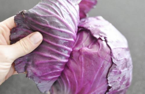 Тушеная красная капуста польза. Вред и полезные свойства