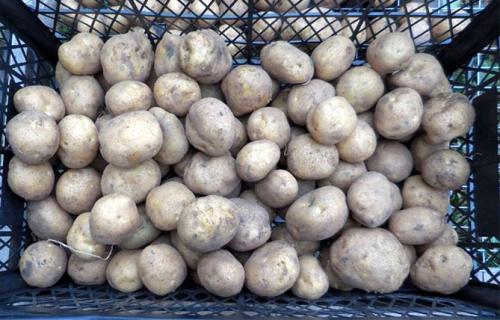 Картофель винета характеристики. Основные характеристики