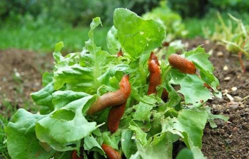 Как избавиться от слизней навсегда. Агротехнический способ борьбы