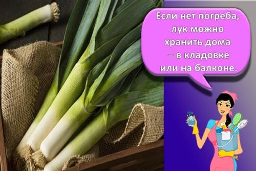 Как хранить лук-порей в холодильнике. Лучшие способы, как можно хранить на зиму лук-порей в домашних условиях
