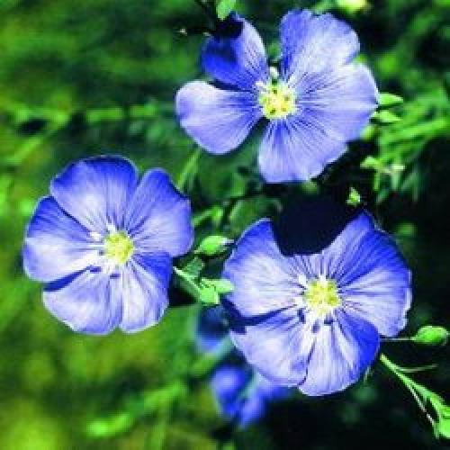 Где выращивают картофель в России. Производство картофеля на душу населения 01 Где выращивают картофель в России. Производство картофеля на душу населения 01