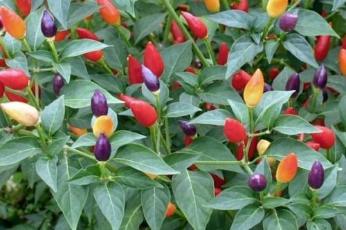 Острый перец. Популярные сорта комнатного острого перца и технология его выращивания