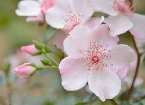 Как сушить шиповник в духовке. Простая сушка шиповника в домашних условиях: разные методы 03