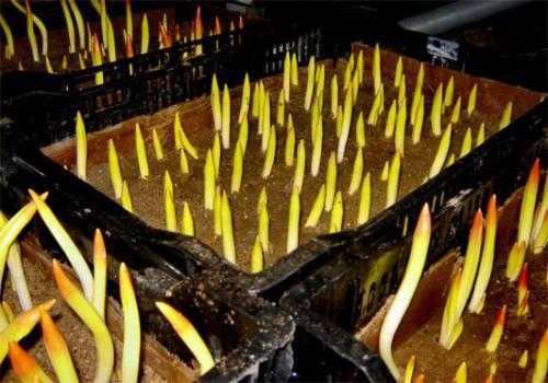 Выращивание тюльпанов в подвале. Выращивание (выгонка) тюльпанов к 8 Марта