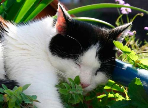 Чем пахнет кошачья мята. Кошки и кошачья мята