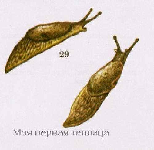 Слизняк польза и вред. Виды слизней – врагов огородных растений. Или где обитают слизни.