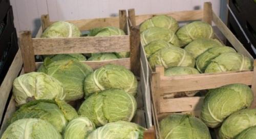 Как хранить летнюю капусту. Как правильно хранить капусту