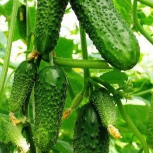 Можно ли сажать в теплице помидоры и огурцы вместе. Можно ли сажать огурец и помидор в одной теплице 13 Можно ли сажать в теплице помидоры и огурцы вместе. Можно ли сажать огурец и помидор в одной теплице 13