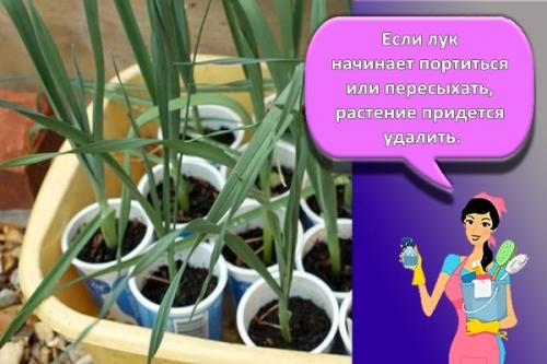 Как хранить лук-порей в холодильнике. Лучшие способы, как можно хранить на зиму лук-порей в домашних условиях