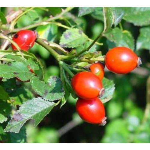 Как сохранить шиповник на зиму. Сушка шиповника 02