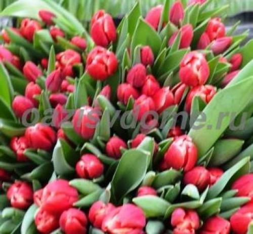 Выращивание тюльпанов в теплице к 8 марта для начинающих. Как вырастить тюльпаны к 8 марта дома? Внимание! Уже осенью пора готовить луковицы!