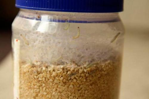 Как избавиться от моли и ее личинок. Как выглядит личинка моли и как от нее избавиться?