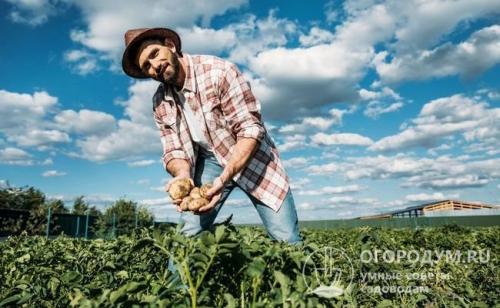 Сорт картофеля гала. Картофель «Гала»: описание сорта, фото и отзывы