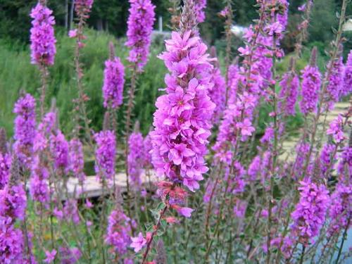 Как отличить мелиссу от кошачьей мяты. Как отличить мелиссу и котовник?