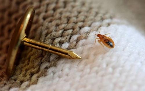 Клопы откуда берутся. Откуда ждать беды? Причины появления клопов 08 Клопы откуда берутся. Откуда ждать беды? Причины появления клопов 08