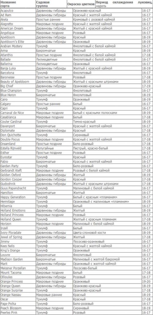 Выращивание тюльпанов в подвале. Выращивание (выгонка) тюльпанов к 8 Марта