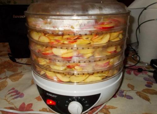 Сушка яблок в сушилке изидри. Особенности сушки яблок в электросушилке