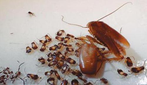 В квартире тараканы. Как понять, что появились тараканы?