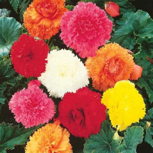 Бегония микс уход в домашних условиях. Уход за бегонией махровой микс в домашних условиях 02