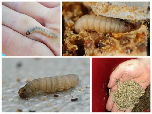 Восковая моль плацебо. Химический состав продукта