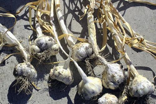 Хранение озимого чеснока до посадки. Как правильно хранить озимый чеснок зимой в погребе и в квартире