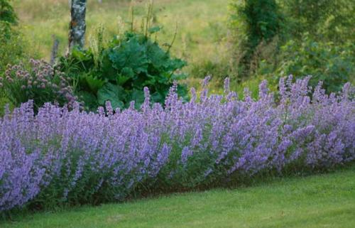 Как отличить мелиссу от кошачьей мяты. Как отличить мелиссу и котовник?