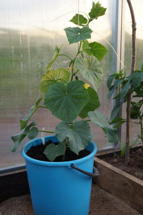 Совместное выращивание огурцов и помидоров в теплице. Можно ли в одной теплице выращивать огурцы и помидоры? Личный опыт.