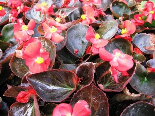 Бегония микс уход в домашних условиях. Уход за бегонией махровой микс в домашних условиях 09