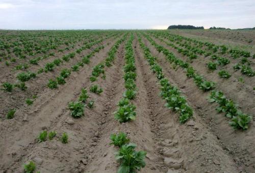 Картофель Гала. Сорт картофеля Гала – характеристика, описание, вкусовые качества, отзывы