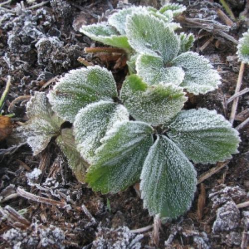 Боится ли тыква заморозков осенних. Когда убирать тыкву? Верные признаки спелости тыквы 03